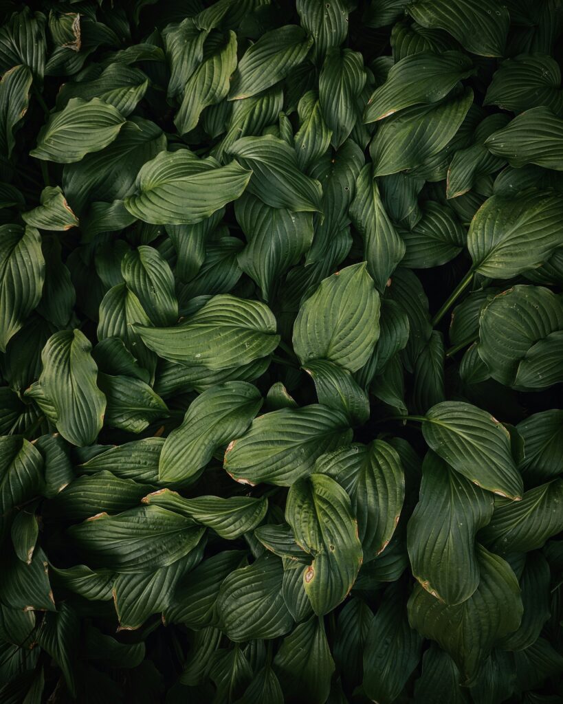 muneeb-syed-x9NfeD3FpsE-unsplash